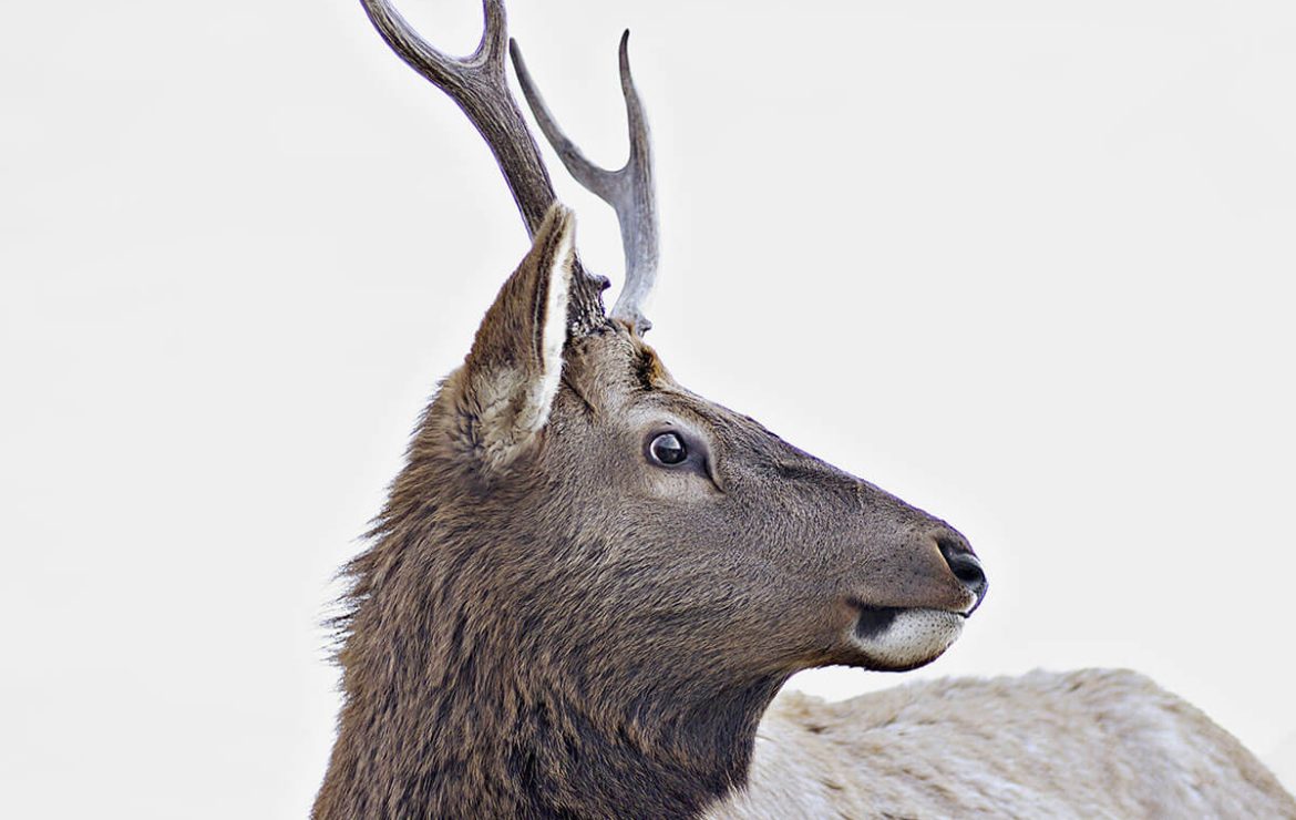 5 Ways Animals Will Help You Get More Business