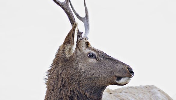 5 Ways Animals Will Help You Get More Business